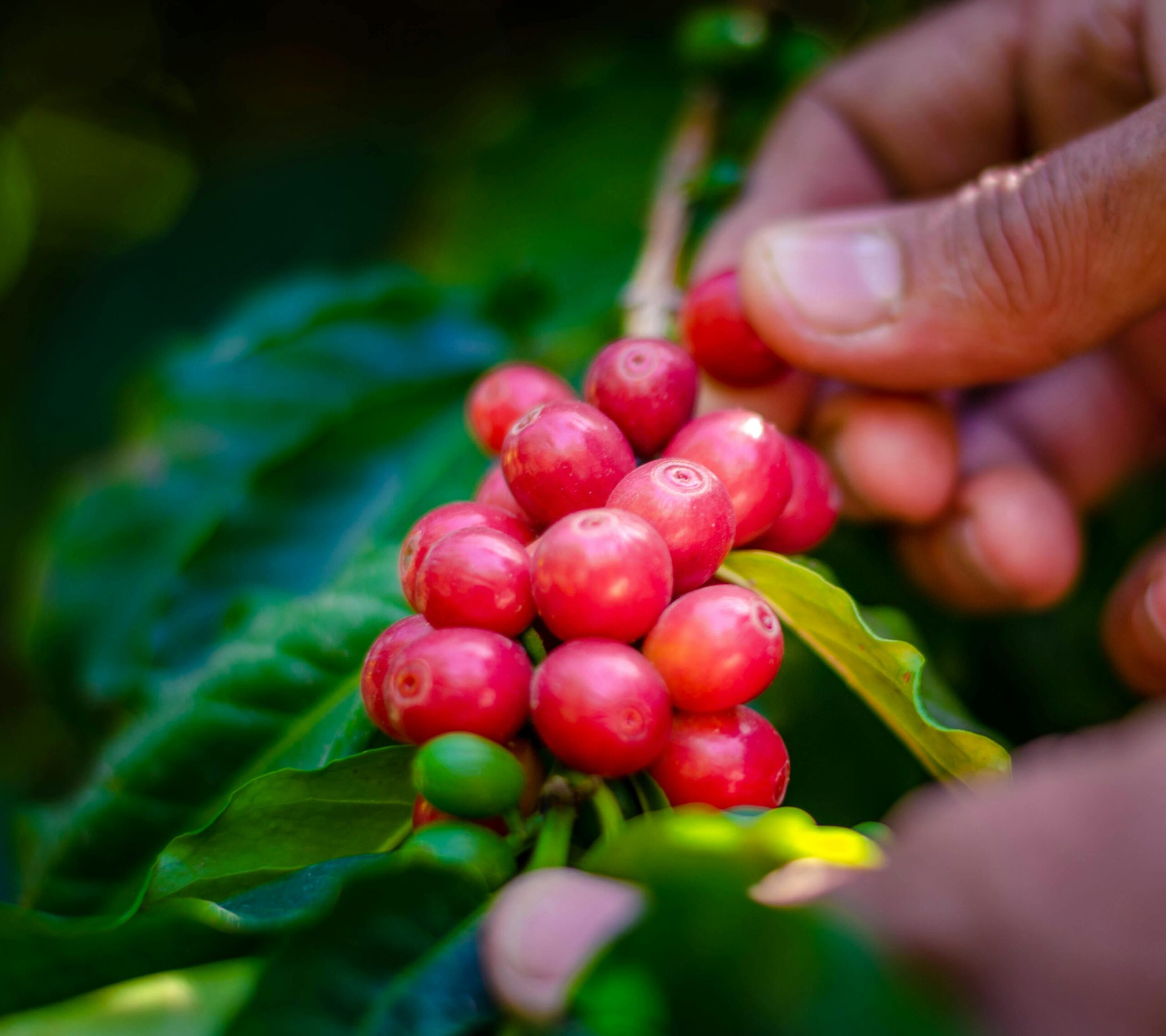 El viaje del grano: del productor hasta tu empresa